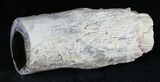 Polished Blue Forest Petrified Wood Limb #28358-2